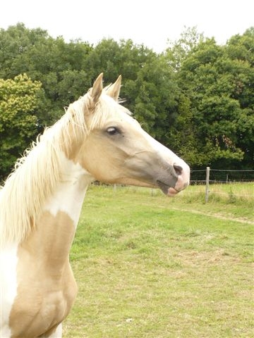 Pouliche pie palomino tobiano 50% arabe papiers oC Api311