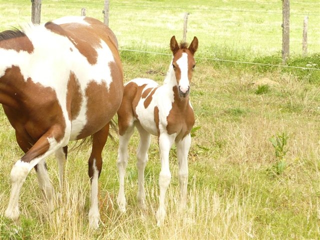 2 pouliches de Pongo! y a d'la tache! avis aux amateurs de pie! Bak310