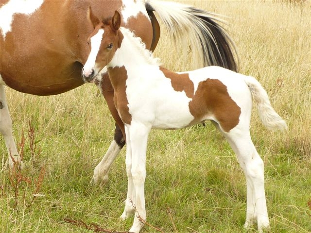 2 pouliches de Pongo! y a d'la tache! avis aux amateurs de pie! Bak410