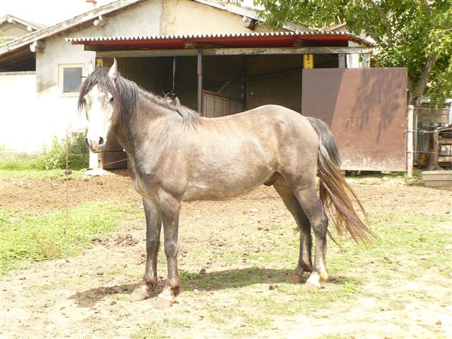 Hongre iberique de 3 ans mignon, adorable, gentil, une perle Delgad11