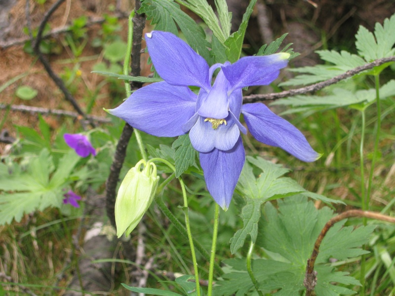 La flore en Haute Tarentaise - Page 2 Phot_066