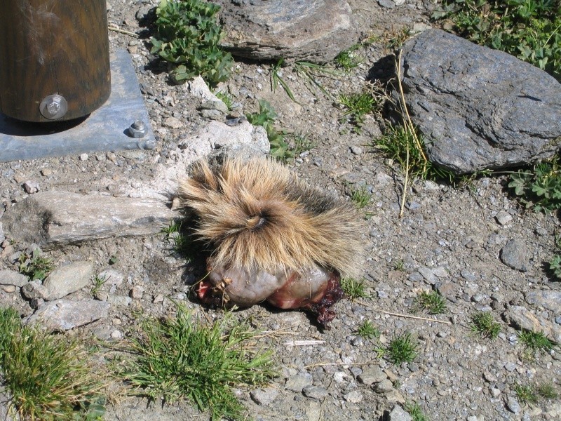 La faune en Haute-Tarentaise Photo_10