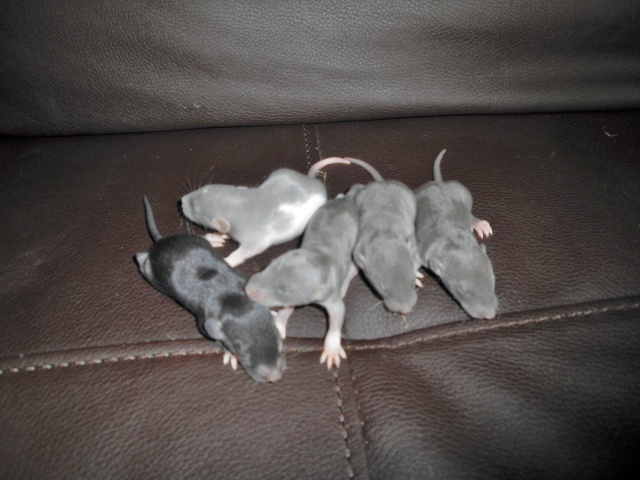 11 ratons dumbo, lisse et rex, bleu russe et noir à adopter [91-92] Femell23