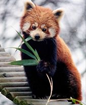 Crvena panda 170px-10