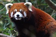 Crvena panda 190px-10