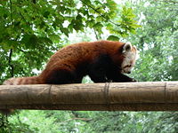Crvena panda 200px-10