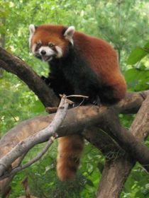 Crvena panda 210px-10