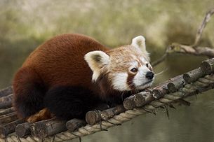 Crvena panda 305px-10
