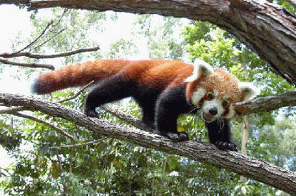 Crvena panda Crvena10