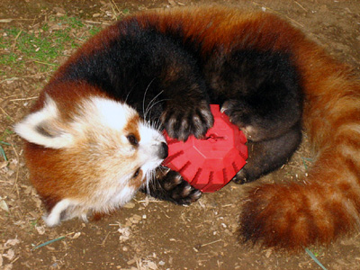 Crvena panda Redpan10