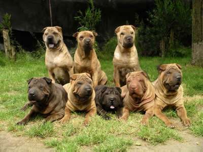 Le Shar-Pei 25310