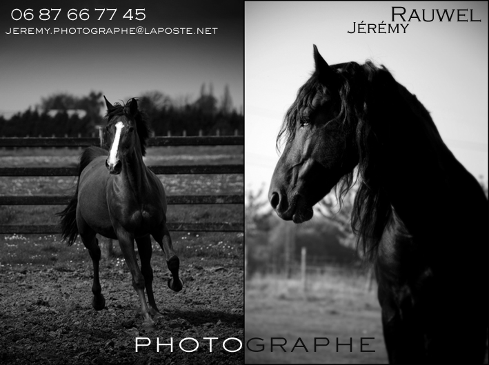 Photographe professionnel chevaux / mariages / naissances... Jr8_4013