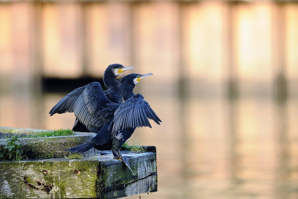 Un cormoran  _dsc6811