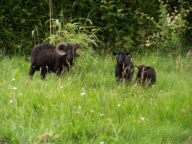 CORNE - Tout simplement nos moutons. 100_7211