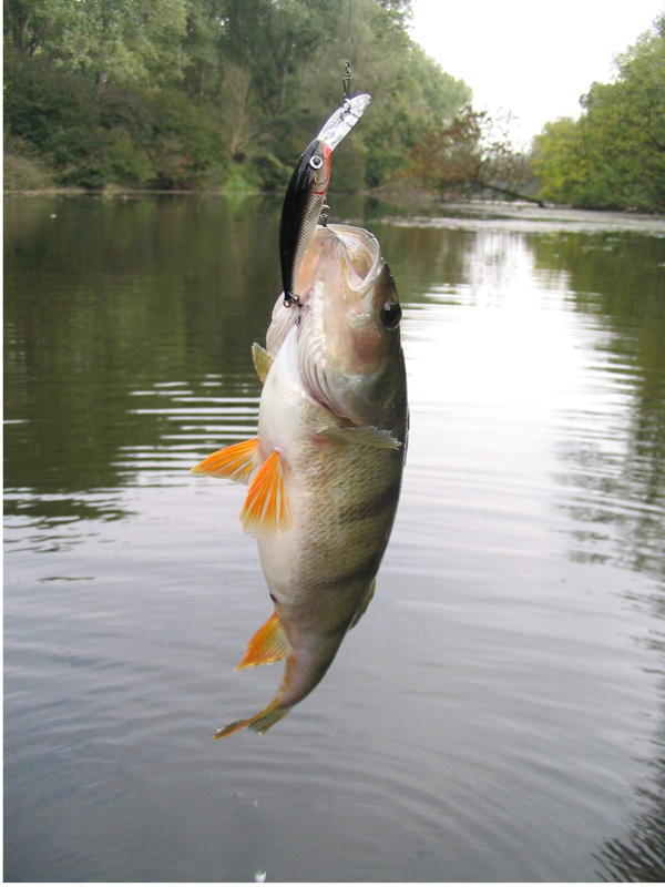 PECANJE /sportski ribolov-pecanje iz hobija / - Page 2 Bandar13