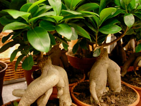 Ficus - figuier Ficus-10