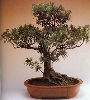 PODOCARPUS / PIN des bouddhistes Podo10