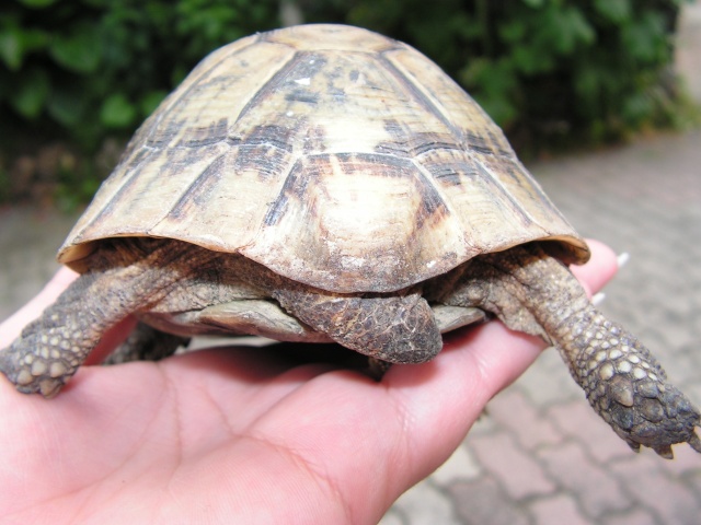 de quelle espèce est cette tortue? Tortue18