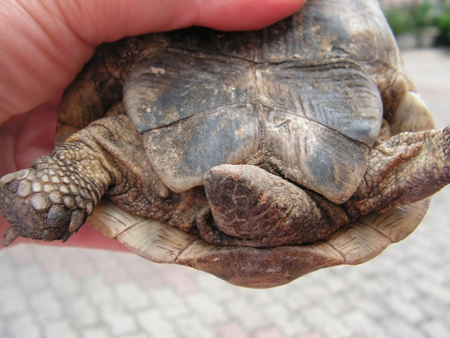 de quelle espèce est cette tortue? Tortue19