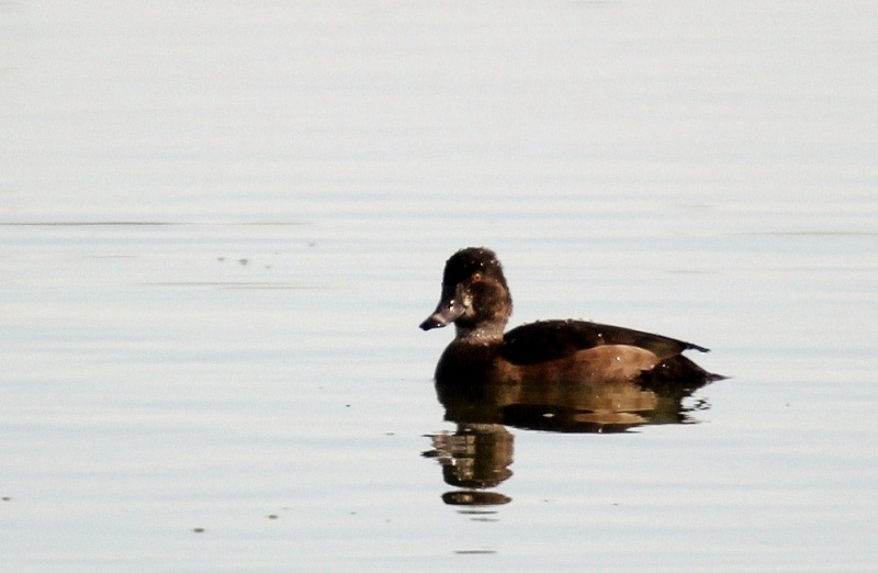 2 à identifier S.V.P. 06-10-11