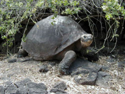 CHELONOIDIS NIGRA (tortues des les Galpagos) 250px-10