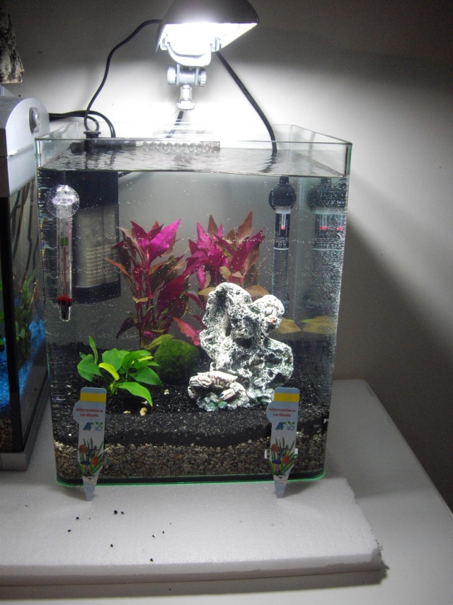 nouveau aquarium spécial betta Imgp2810