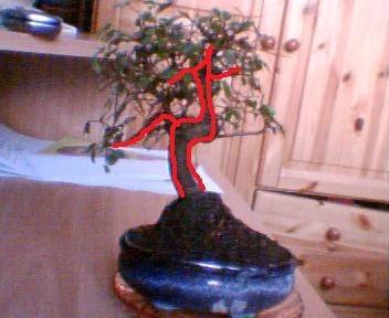 petite image avec les formes de bonsai Orme_d12