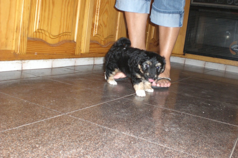 Sabry y Pili adoptadas!!! (Cachorros Terra) Cimg3317