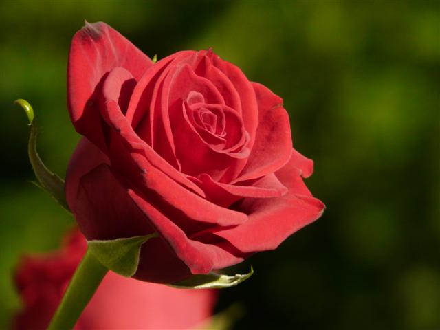 Roses et Lys Rose1_10