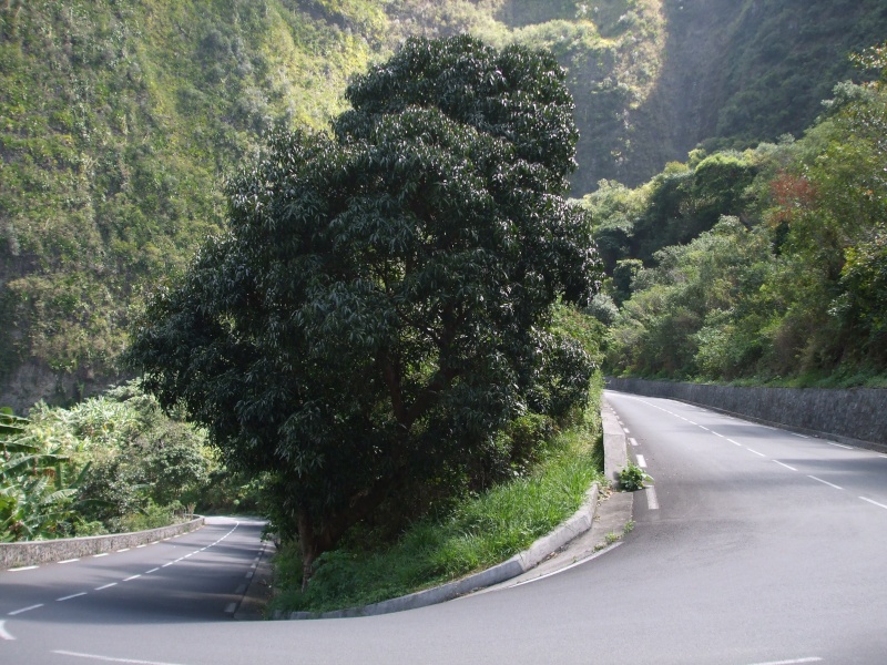 La Réunion et ses routes... Dscf0310