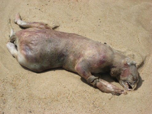 Montauk Monster (photos) 2 new pics added. Montau10