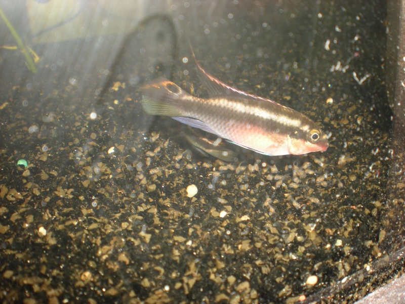 Salvanah : pelvicachromis pulcher Dscn2312