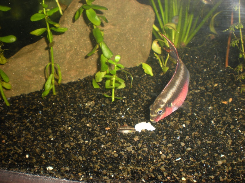 Salvanah : pelvicachromis pulcher Dscn2710