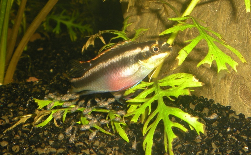 Salvanah : pelvicachromis pulcher J2-0310
