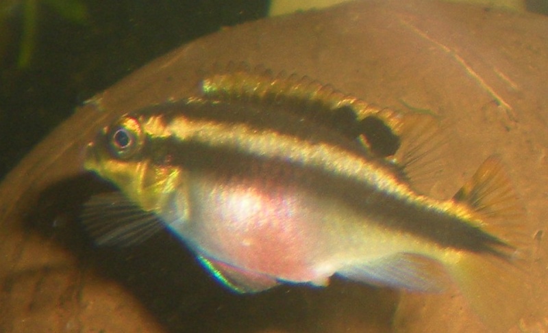 Salvanah : pelvicachromis pulcher Jolie10