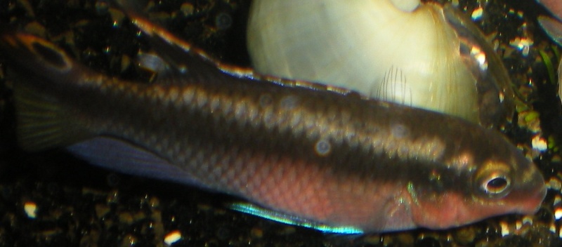 Salvanah : pelvicachromis pulcher Mr10