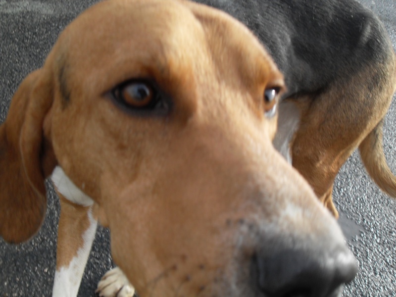 COOPER, croisé beagle/anglo mâle, 2 ans (79) Sdc12846