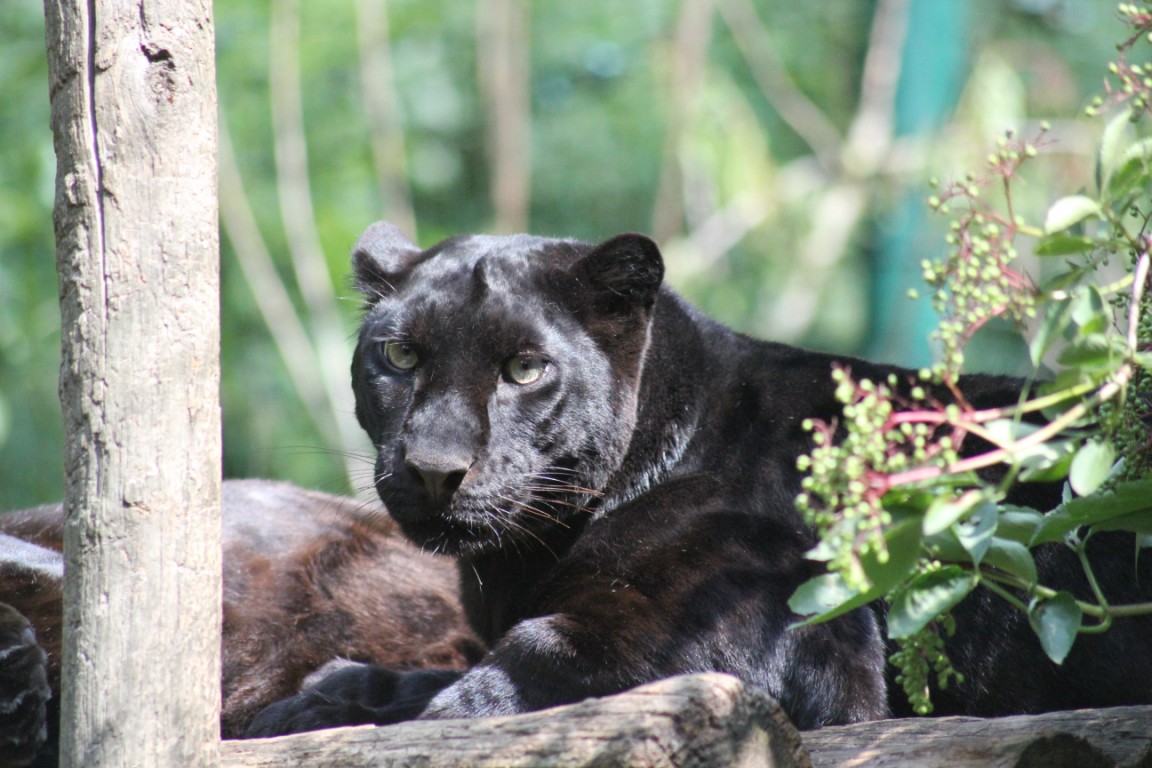 Zoo d'Amnéville Img_3310