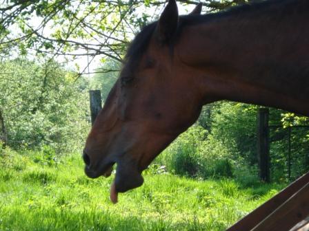Concours Photos Mars : Les Grimaces de vos Chevaux Dsc00410