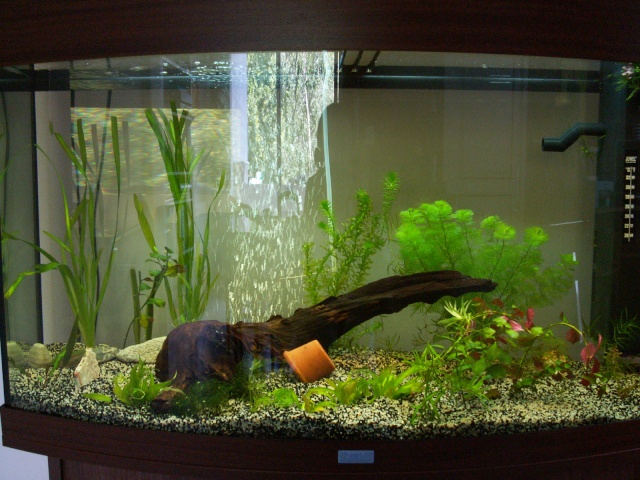 Mon nouveau aquarium de 180 L Aqua1_11