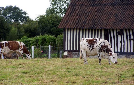 Maintenir le statu quo .... Vaches10