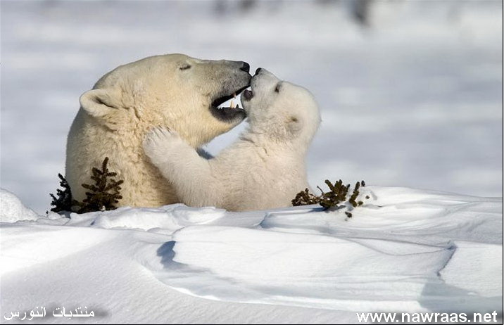 صورة نادرة لدب قطبي وهو يقبل ابنه M5990910