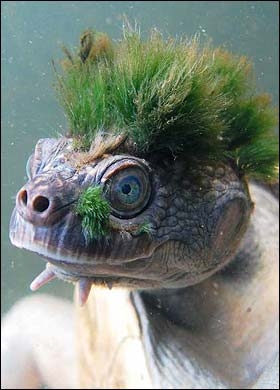 Une tortue punk Tortue11