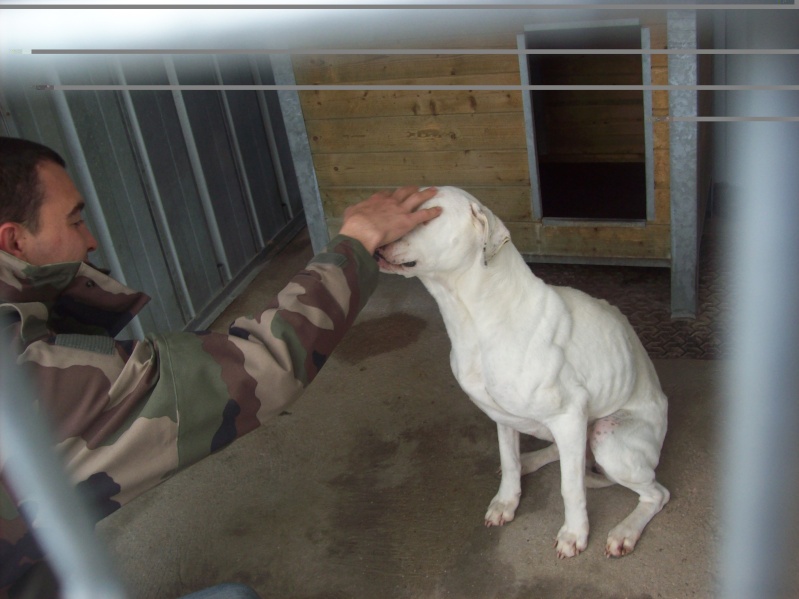 CELIA, femelle dogue argentin, 5 ans, en fourrière ! - 100_7115