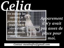 CELIA, femelle dogue argentin, 5 ans, en fourrière ! - Affich12