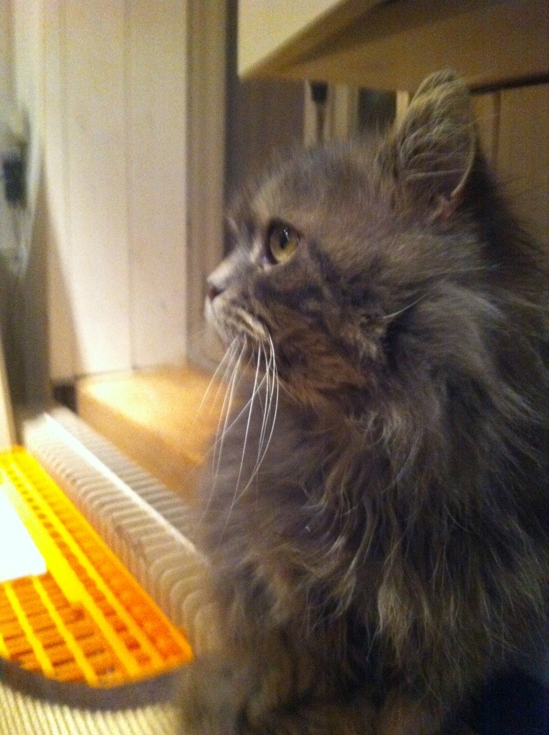 Pickwick (ex-Baileys), chat typé persan blue tabby, né en janvier 2007 Bailey13