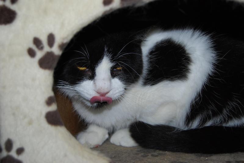 Félix, chat mâle noir et blanc, né en avril 2010 Dsc_0268