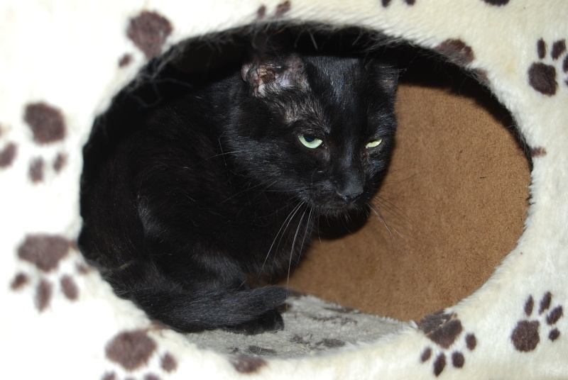 Perlin, chat noir, né le 15 avril 2009 Dsc_0347