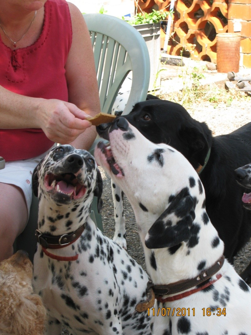 [ADOPTE]PABLO - dalmatien M - 1 an - en FA (dpt 31) - asso dalmaSF 01810