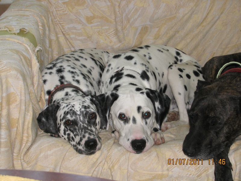 [ADOPTE]PABLO - dalmatien M - 1 an - en FA (dpt 31) - asso dalmaSF 03310